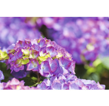 Prim-plan al unei flori de hortensie violetă în grădină.