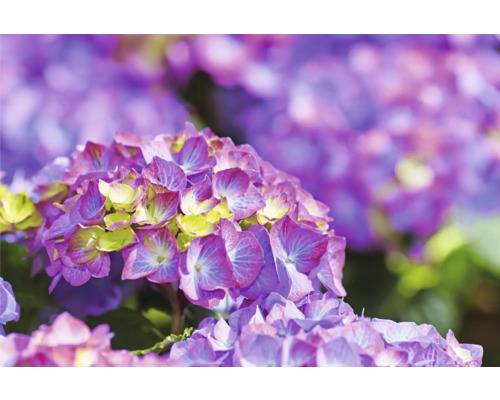 Prim-plan al unei flori de hortensie violetă în grădină.