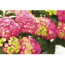 Prim-plan cu flori de hortensie roz