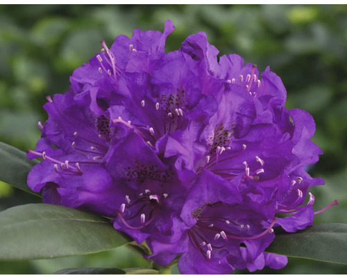 Azalee/Rododendron FloraSelf Rhododendron yakushimanum Co 5 L