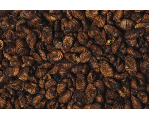 Prim-plan cu pupe de viermi de mătase