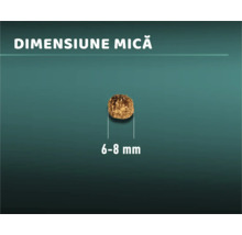 O singură bucată de hrană uscată pentru câini, dimensiune mică 6 până la 8 milimetri
