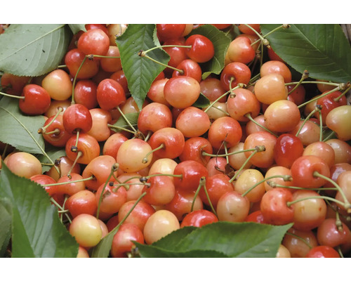 Bio Pom fructifer cireș FloraSelf Bio Prunus avium 'Napoleon' H 120-150 cm Co 7,5 L