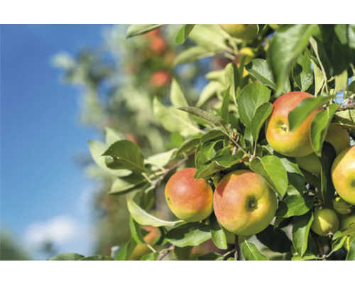 Măr cu mere coapte și frunze verzi