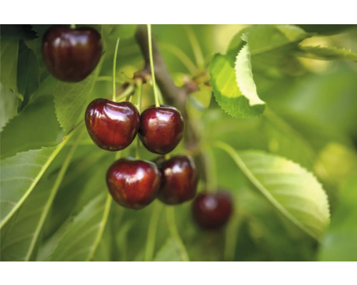 Bio Pom fructifer cireș FloraSelf Bio Prunus avium 'Regina' H 120-150 cm Co 7,5 L