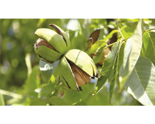 Bio Pom fructifer nuc FloraSelf Bio Juglans regia H 150-180 cm Co 7,5 L