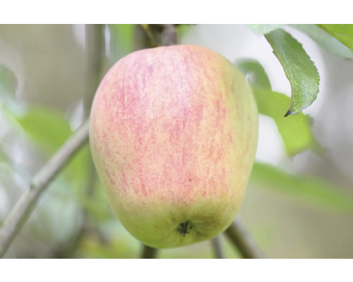 Bio Pom fructifer măr FloraSelf Bio Malus domestica 'Finkenwerder' H 120-150 cm Co 7,5 L