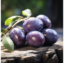 Mai multe prune cu picături de apă pe un ciot de copac