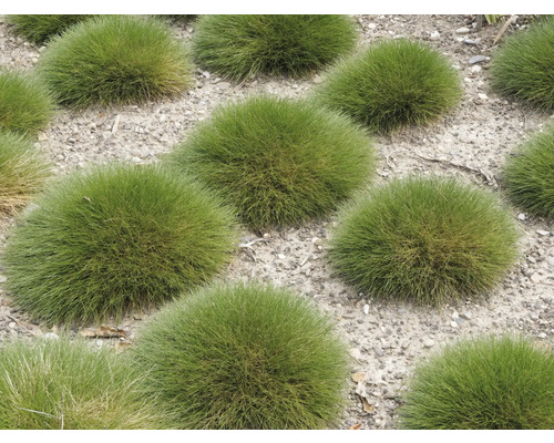 Mai multe plante de iarba ursului în grădină