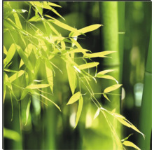 Plante de bambus cu tulpini și frunze