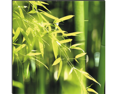 Plante de bambus cu tulpini și frunze