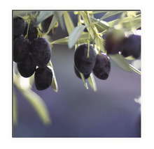 Prim-plan cu măsline în pom