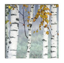 Tablou de perete cu motiv de pădure de mesteacăn