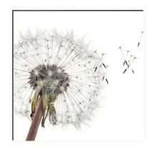 Imagine decorativă de perete cu păpădie în detaliu