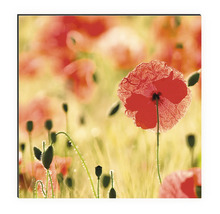 Tablou decorativ de perete cu motiv mac