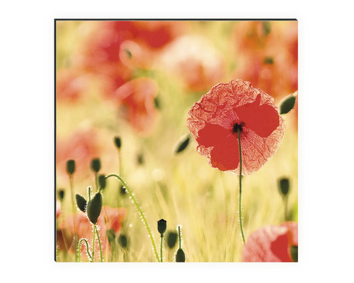 Tablou decorativ de perete cu motiv mac