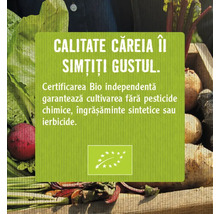 Bio Semințe legume Amia dovlecei-thumb-2