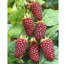 Prim-plan cu zmeură tayberry pe arbust