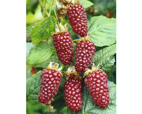 Prim-plan cu zmeură tayberry pe arbust