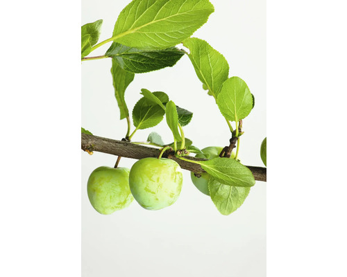 Bio Pom fructifer prun FloraSelf Bio Prunus domestica Mirabelle von Metz H 150-180 cm Co 7,5 L
