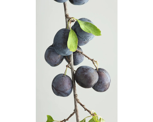Bio Pom fructifer prun FloraSelf Bio Prunus domestica subsp. Insititia H 150-180 cm Co 7,5 L