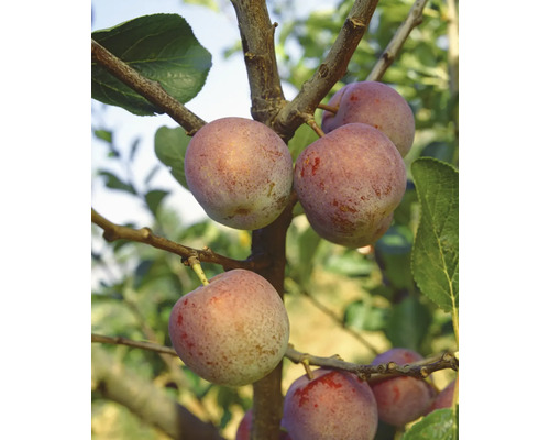 Bio Pom fructifer prun autofertil FloraSelf Bio Prunus persica 'Regina Victoria' H 150-180 cm Co 7,5 L