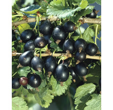 Coacăze negre pe ramură
