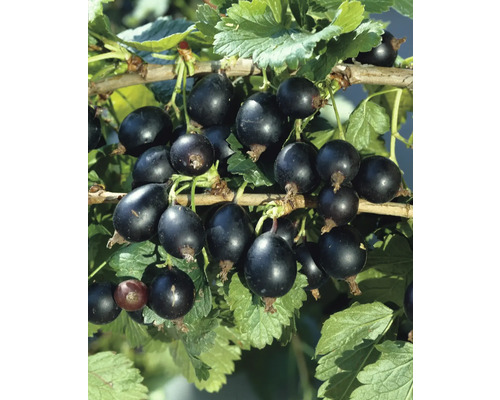 Coacăze negre pe ramură