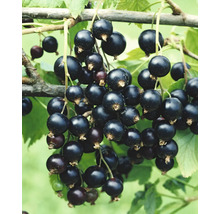 Coacăze negre pe tufă