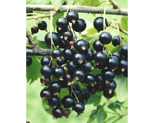 Coacăze negre pe tufă