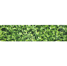 Prim-plan cu un gard viu verde.