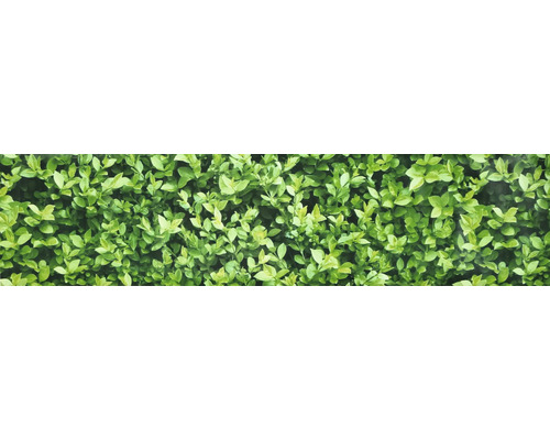 Prim-plan cu un gard viu verde.