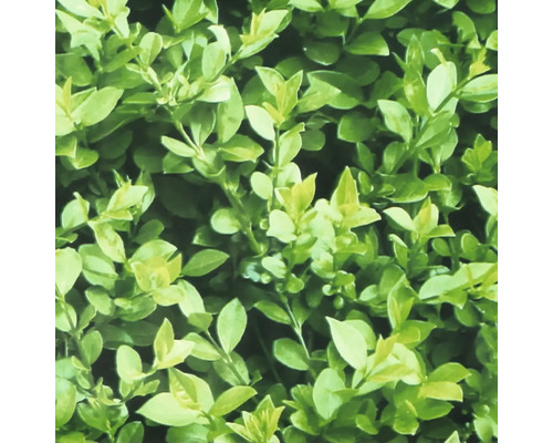 Prim-plan cu un gard viu cu frunze verzi.