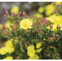 Halimium FloraSelf Halimium 'April Sun' H 20-25 cm Co 2,5 L