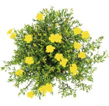Halimium FloraSelf Halimium 'April Sun' H 20-25 cm Co 2,5 L