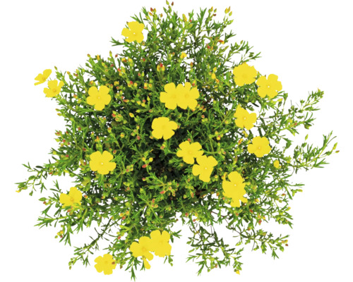 Heliantemă cu flori galbene și frunze verzi, vedere de sus