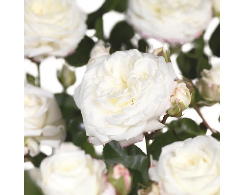 Trandafir FloraSelf Rosa x Hybride 'Alabaster' Co 3 L alb