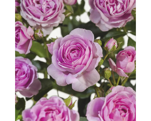 Trandafir FloraSelf Rosa 'Nautica' H 90 cm Co 6,5 L lila