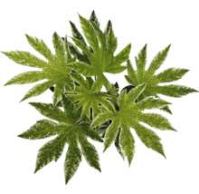 Planta de interior Aralia cu frunze mari