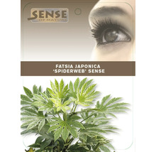 Fatsia Japonica plantă de apartament