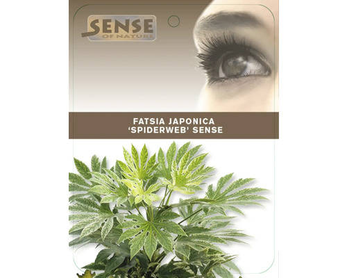 Fatsia Japonica plantă de apartament
