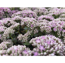 Prim-plan cu Sedum cu inflorescențe