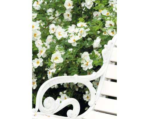 Bancă de grădină metalică cu trandafir alb în fundal