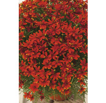 Prim-plan cu planta Coreopsis cu flori roșii