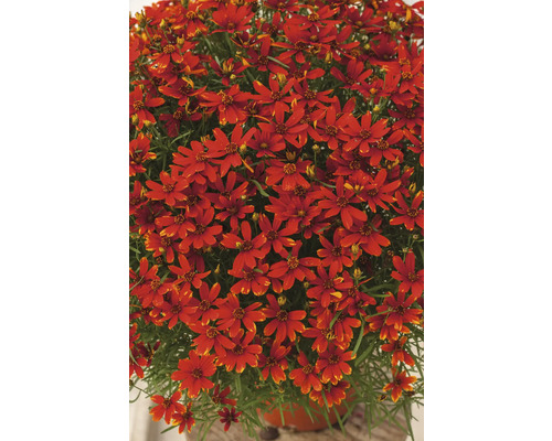 Prim-plan cu planta Coreopsis cu flori roșii