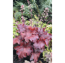Planta Heuchera cu inflorescențe în grădină.