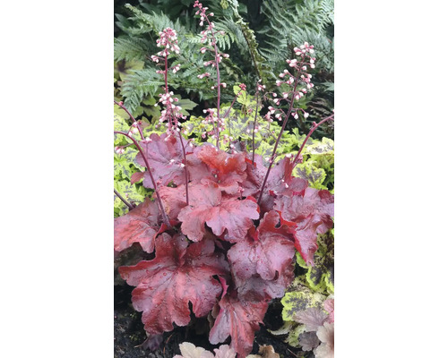 Planta Heuchera cu inflorescențe în grădină.