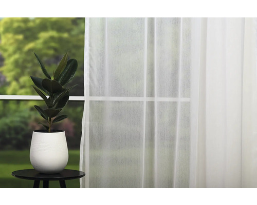 Ficus elastica în ghiveci alb pe masă în fața ferestrei cu perdea