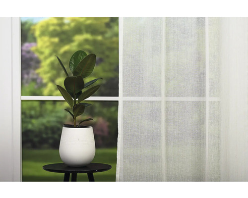 Cameră cu fereastră, perdea, ficus într-un ghiveci pe o masă