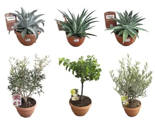 Șase plante în ghivece: agave și măslini.